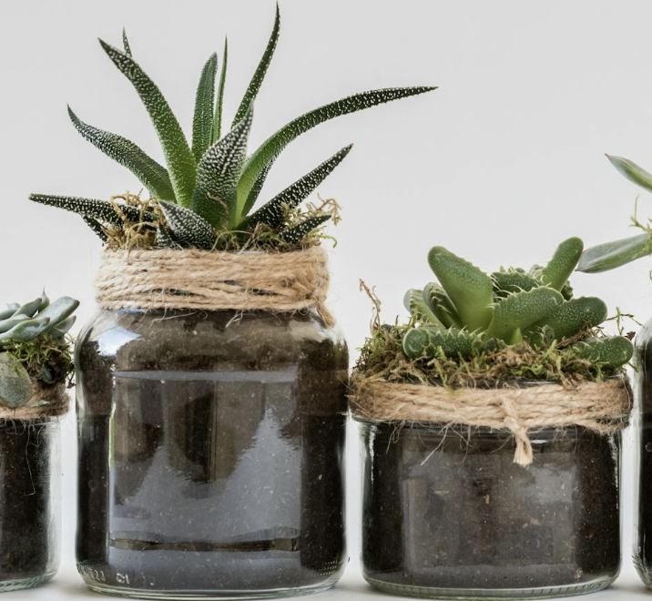 Plants